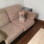 Newark-Sofa-Pet-Stain-Cleaning